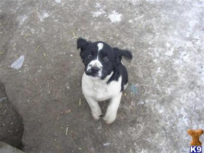 English Springer Spaniel Puppies for Sale